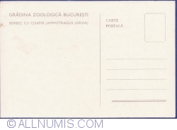 Image #2 of Berbec cu coamă (Ammotragus Lervia)