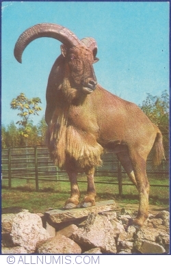 Image #1 of Berbec cu coamă (Ammotragus Lervia)