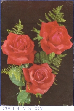 Image #1 of Roses