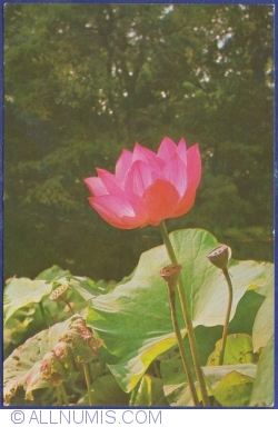 Image #1 of Red water lily