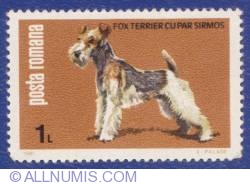 Image #1 of 1 Leu - Fox terrier