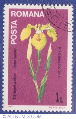Image #1 of 1 Leu - Yellow Stingray (Iris pseudacorus L.)