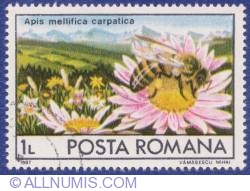 Image #1 of 1 Leu -  Apis mellifica carpatica