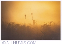 Image #1 of Golden Mist