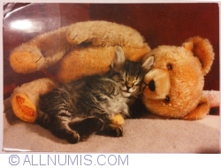 Image #1 of Plush bear and cat