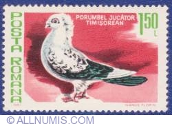 1.50 Lei -  Timisoara Pied Pigeon