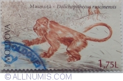 1,75 Lei 2016 - Maimuță (Dolichopithecus Ruscinenis)