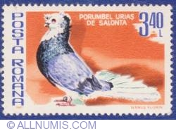 3.40 Lei -  Salonta Giant Pigeon