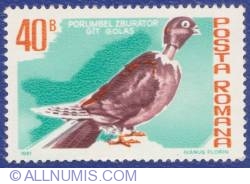 40 Bani -  Naked Neck Pigeon