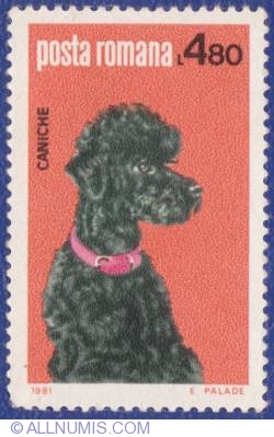 Image #1 of 4.80 Lei - Poodle
