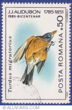 Image #1 of 50 Bani - Turdus migratorius