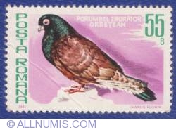 55 Bani - Porumbel zburător orbeţean