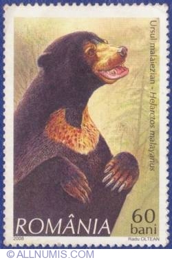 Image #1 of 60 Bani - The Malayan Bear (Helarctos malayanus)