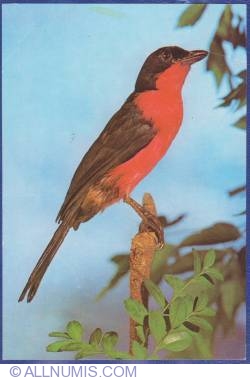 Image #1 of Laniarius erythrogaster from Ethiopia - Natural History Museum - Antipa