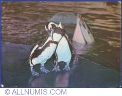 Pinguini - Delfinariu