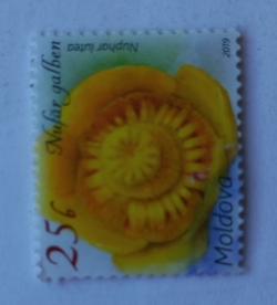 25 Bani - Yellow Water Lily