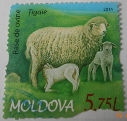5,75 Lei 2014 - Breeds of sheep - Țigaie