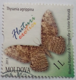 1 Leu 2013 - Thysania agrippina