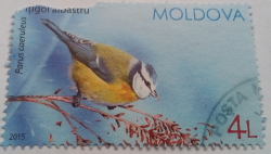 Image #1 of 4 Lei 2015 - Pițigoi albastru (Parus caeruleus)