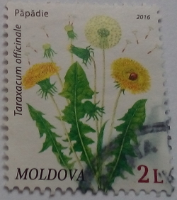 Image #1 of 2 Lei 2016 - Păpădie (Taraxacum officinale)