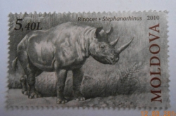 Image #1 of 5.40 Lei - Rinoceros