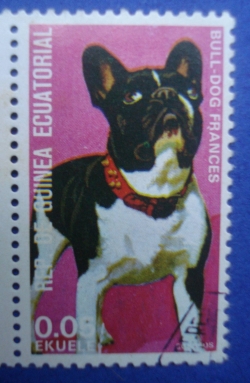 0.05 Ekuele - French Bull-dog