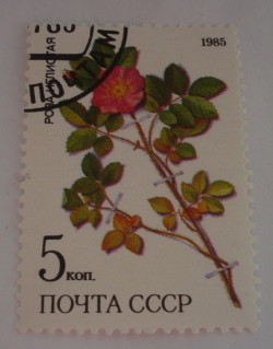 Image #1 of 5 Kopek 1985 - Rose "Rosa Acicularis"