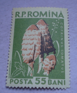 55 Bani 1958 - Coprinus comatus