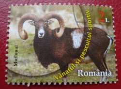 Image #1 of 2 Lei 2013 - Mouflon (Ovis ammon musimon)