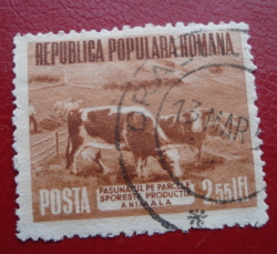 Image #1 of 2.55 Lei 1953 - Cattle (Bos primigenius taurus) grazing