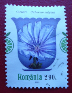 Image #1 of 2.90 Lei 2023 - Chicory (Cichorium intybus)