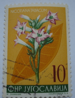 10 Dinari - Tutun (Nicotiana tapacum)