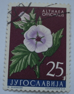 25 Dinari - Bezea comuna (Althaea officinalis)