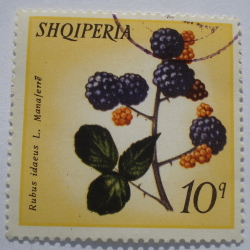 10 Qindarke - Blackberries