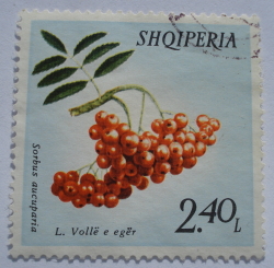 Image #1 of 2.40 Lek - Sorbus aucuparia