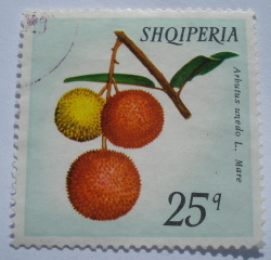 25 Qindarke - Strawberry-Tree Fruit