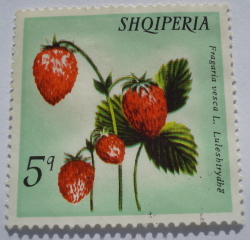 Image #1 of 5 Qindarke - Căpșuni Sălbatice