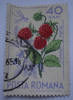 Image #1 of 40 Bani - Rubus Idaeus