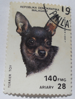 Image #1 of 140 Francs - Toy Terrier (Canis lupus familiaris)