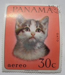 Image #1 of 30 Centesimo - Domestic Cat (Felis silvestris catus)