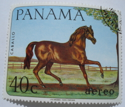 Image #1 of 40 Centesimo - Horse (Equus ferus caballus)