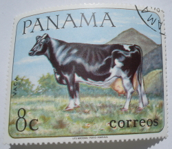 Image #1 of 8 Centesimo -  Cow (Bos primigenius taurus)