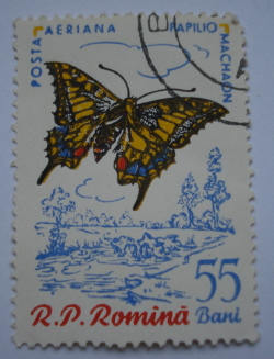 55 Bani - Papilio Machaon