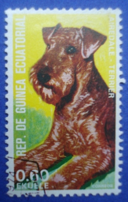 Image #1 of 0.60 Ekuele - Airedale-Terrier