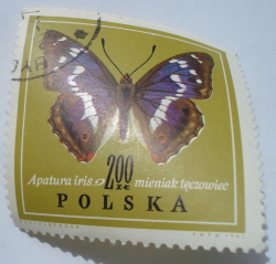 Image #1 of 2 Zloty - Purple Emperor (Apatura iris)