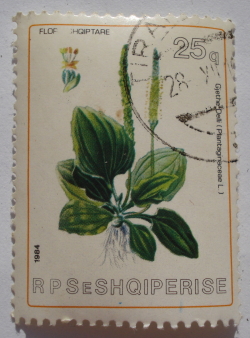 Image #1 of 25 Qindarke 1984 - Flora