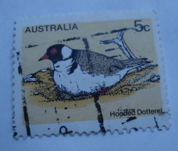 5 Cents 1978 - Hooded Dotterel (Thinornis cucullatus)