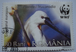 80 Bani - Lopatarul Eurasian (Platalea leucorodia)