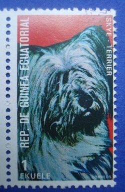 1 Ekuele - Skye Terrier