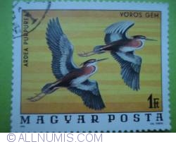 1 Forint - Purple herons